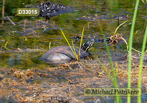 Painted Turtle (Chrysemys picta)